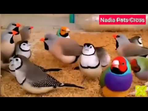 Adeeba birds farm & pets