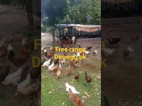 Pure desi eggs from Bhakkar village on straw – DesiEgg.pk YouTube Shorts