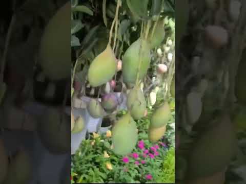 Umama Online Trading 01318 425524