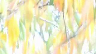 ENYA - The First of Autumn