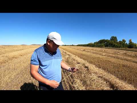 Семена Яровой Пшеницы Корнетто Купить