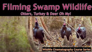 Secrets revealed: Pocataligo Swamp Filming Wildlife