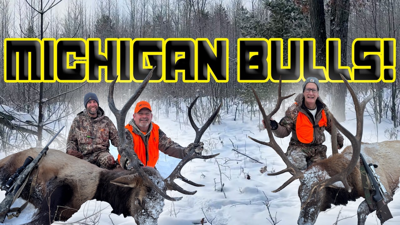 Hunting Big Michigan Elk!