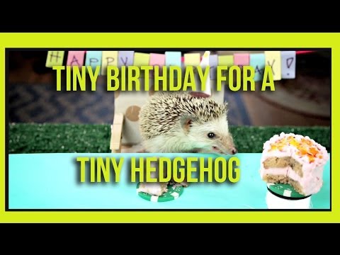 A Tiny Birthday For A Tiny Hedgehog And His Tiny Hamster Friends