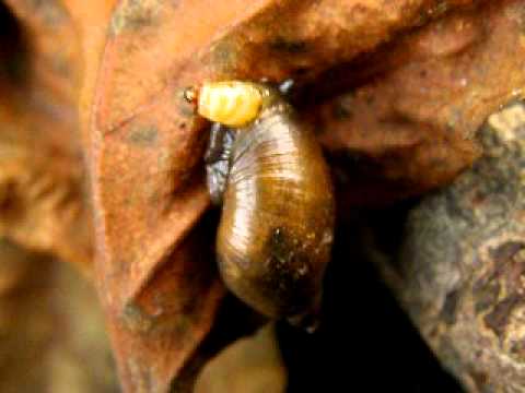 Succinea putris infected by trmatodes Leucochloridium paradoxum