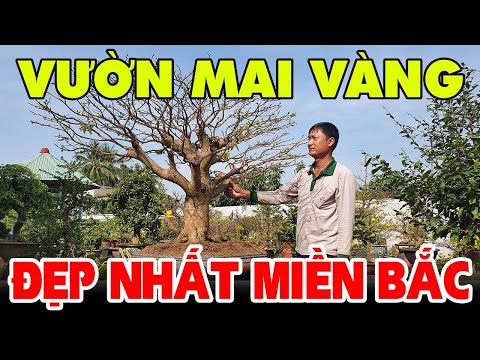 Vườn mai vàng đẹp nhất miền bắc, anh em miền nam cũng phải kính nể độ chợi của anh này, ĐT0975554674