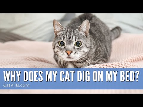 WHY DOES MY CAT DIG ON MY BED?