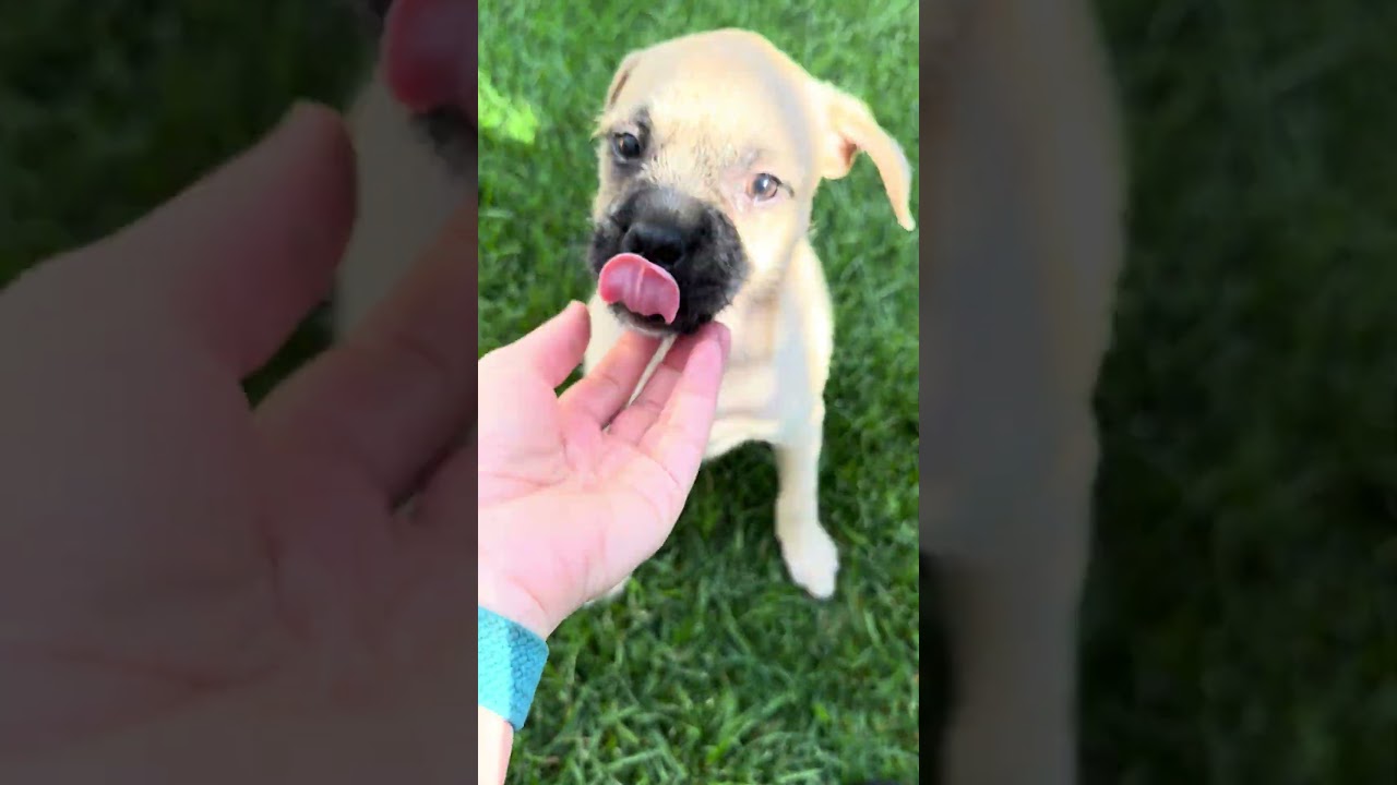 Enlarge Shiloh, a Adoptable mixed breed in Fort Collins, CO video 4/6