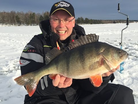 Kaikuluotain apuna ahvenpilkillä!