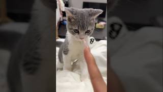 #cat #cute #catvideo #cutecat #funnyvideo #funny #pets