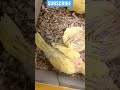 Yellow Ring Nick Chiks Indian Ring Nick Parrot Can Ring Nick Parrots Talks Yellow Parrots