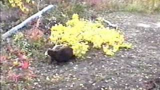 preview picture of video 'Beavers in the yard contracted to log...'
