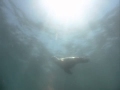 Dolphins The Wild Side