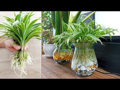 , title : 'Spider rope indoor plants, a plant with great healing properties, 5T1 ideas