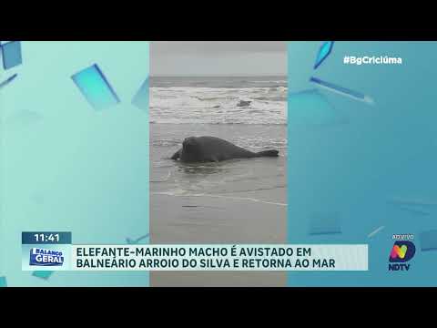 Elefante-marinho visita litoral de Balneário Arroio do Silva
