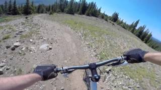 Della Mae - Pine Tree - Monarch Crest Trail, Colorado