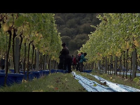 Weinanbau - Gradmesser für den Klimawandel