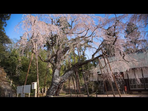千葉県四街道市桜スポット　福星寺しだれ桜