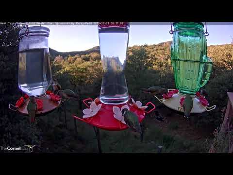 Hummingbirds Fill The Feeders In West Texas – Oct. 2, 2020