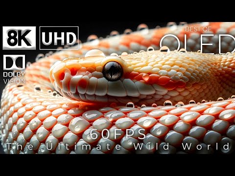 The Ultimate Wild World in 8K HDR 60fps (Ultra HD) - Dolby Vision