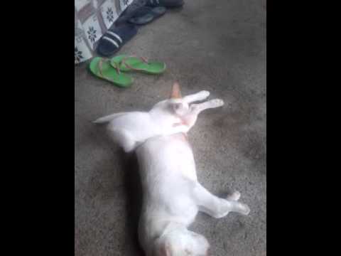 Cat and dog camera official video by Robert-baldev