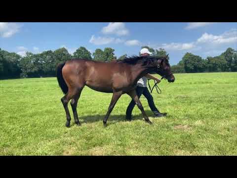 2021 August Yearling Sale - Lot 319 f. WOOTTON BASSETT x ALCESTE