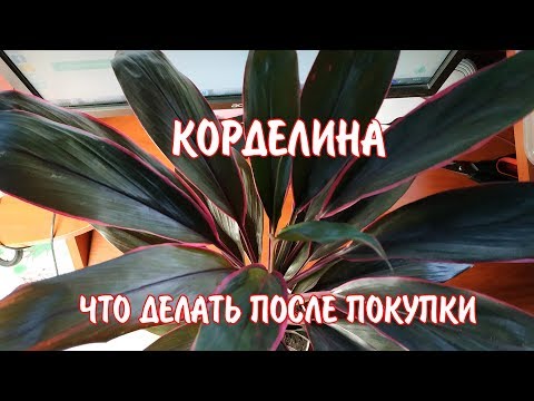 КОРДЕЛИНА / Пересадка после покупки / Домашние комнатные растения