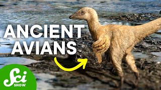 The Birds That Lived in The Age of Dinosaurs