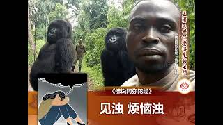 《佛说阿弥陀经》第36讲   诸佛证诚的法门   净本法师 主讲