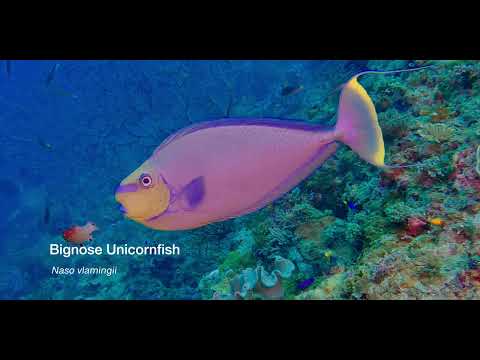 2 Unicornfish - scuba diving video