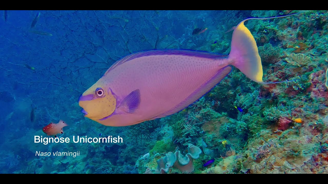 2 Unicornfish