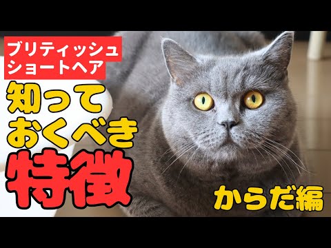 ジャック フラッシュ ブルー 二色.jpg