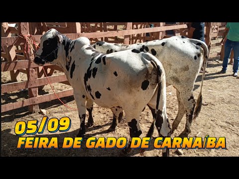Feira de gado de Carnaíba-PE (05/09/26)
