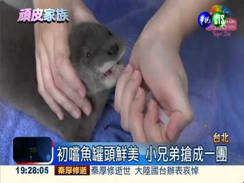 水獺兄弟漸長大 開始吃魚.雞罐頭