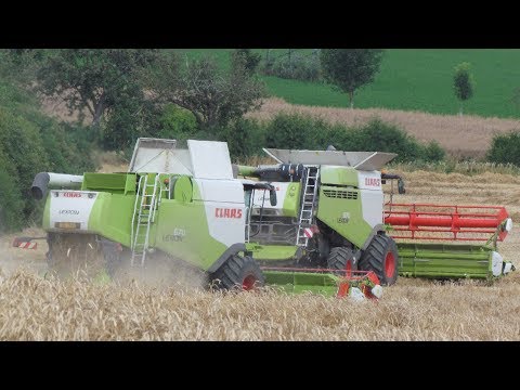 Žně 2019 - sklizeň pšenice / 4 kombajny v akci - 3x Claas & New Holland