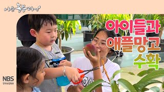 [나는농부다 263회] 아이들과 애플망고 수확