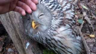 Sweet wild Owl....You must see this