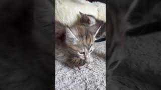 Vidéo – Chaton de 2 mois grogne avec sa souris