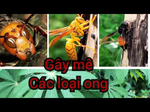, title : 'Gây mê tất cả các loại ong chỉ bằng lá sắn | Anesthetize wasps with leaves'