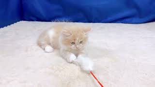 ミヌエットの動画01