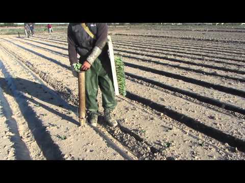 El cultivo del Brocoli - Sakata Seed Iberica