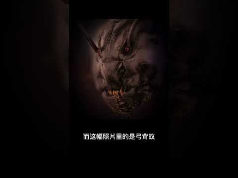 蚂蚁放大后的脸部特写，真的有那么丑吗？ #蚂蚁 #昆虫 #特写