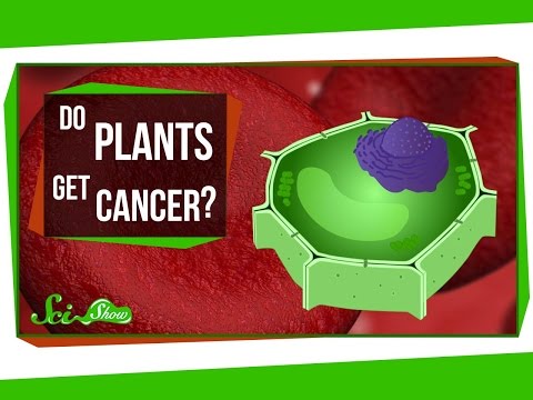 植物會得癌症嗎？ (Do Plants Get Cancer?)