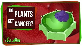 Do Plants Get Cancer?