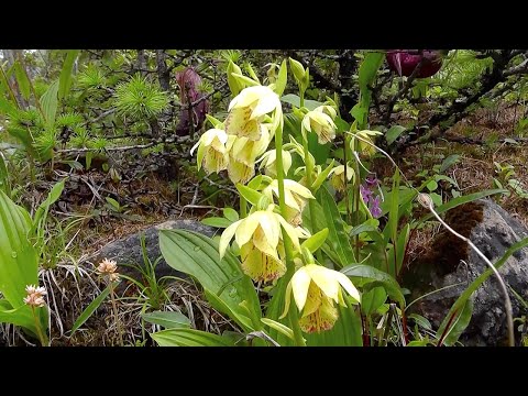 Wild orchids of western China, Sichuan Province