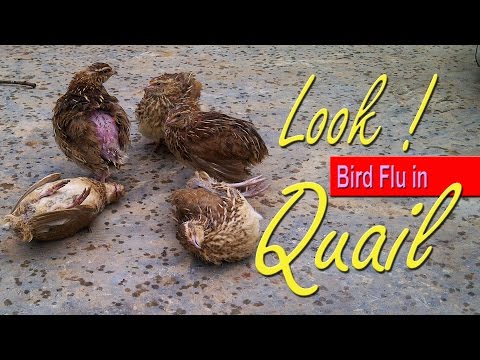 , title : 'Avian Flu, Bird Flu Symptoms, 鳥 インフルエンザ  Influenza H5N1 Virus in Quail, 養鶏 場'