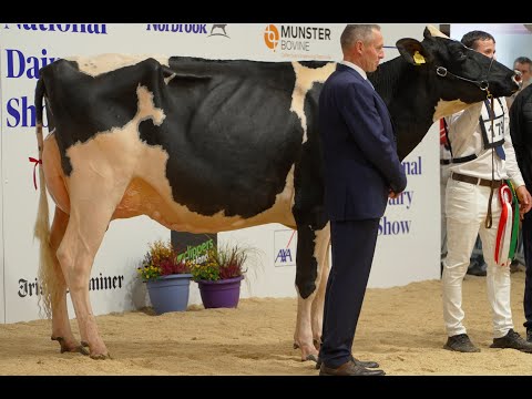Senior 3yr Old Holstein Class  - CRADENHILL ELIZA - National Dairy Show.Millstreet Ireland.