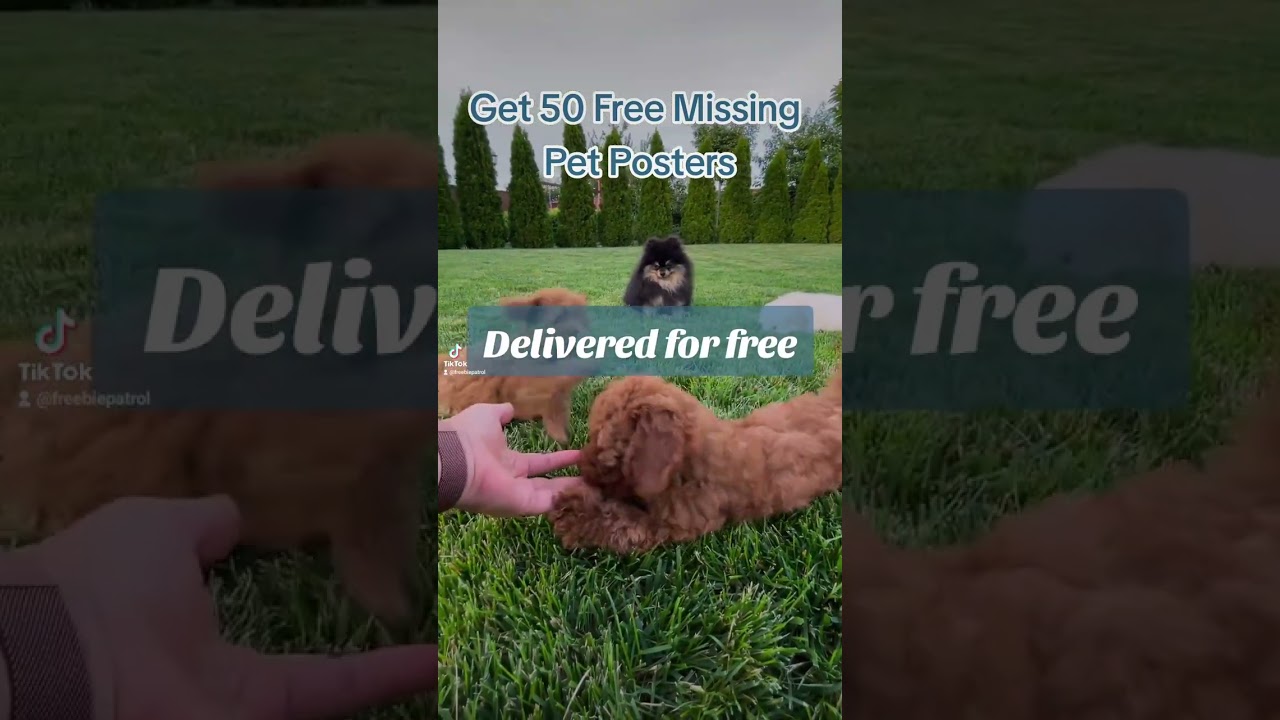 50 Free Missing Pet Posters
