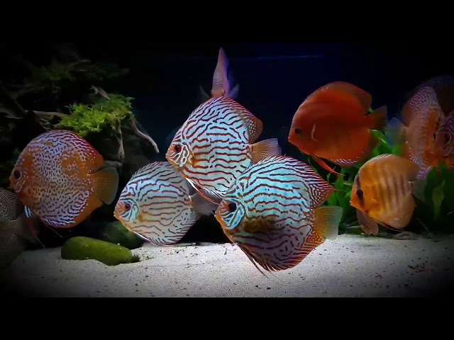 Stendker Discus Tank. Another new Video by Reg Wilson (UK)