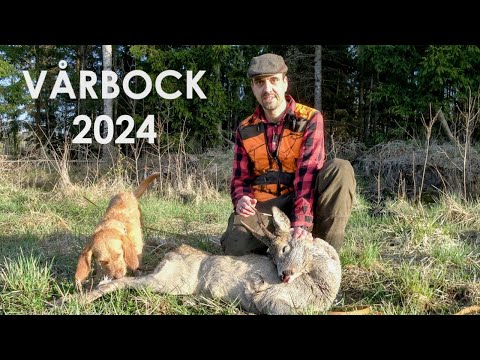 Vårbocksjakt 2024